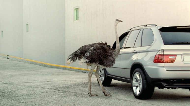  bmw-animals-04 - 